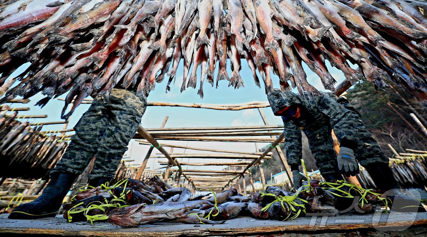 (인제=뉴스1) 한귀섭 기자 = 한파가 몰아친 28일 오전 강원 인제 북면 용대리의 한 황태덕장에서 주민들이 명태를 덕장에 내거는 덕걸이 작업을 하고 있다.(인제군 제공, 재판매 …