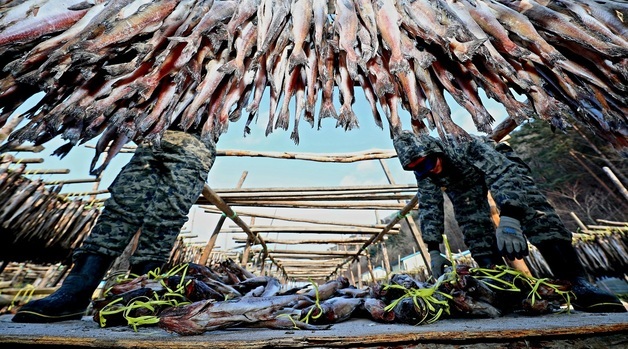 인제 용대리 '명태 덕걸이 작업'