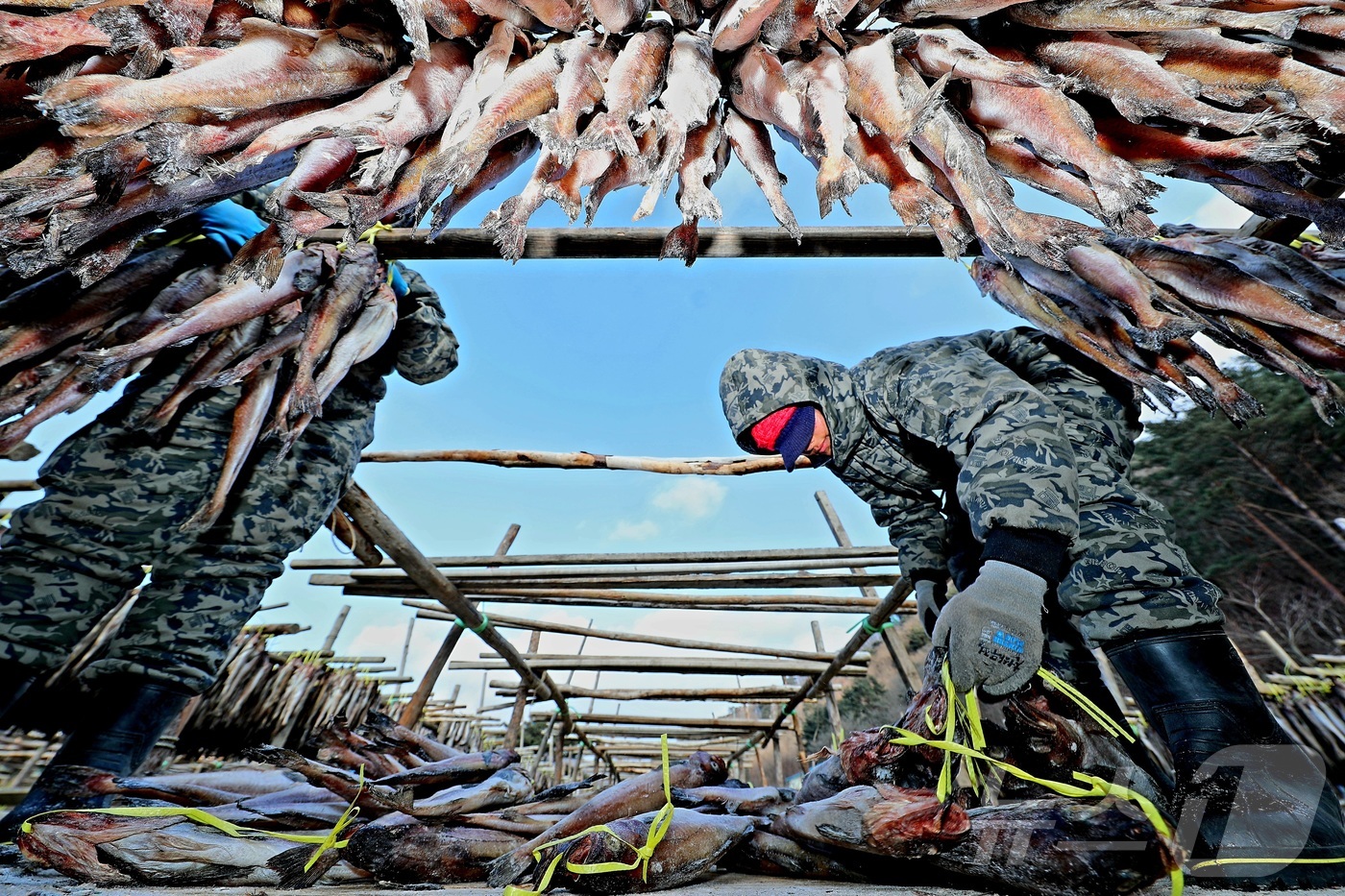 (인제=뉴스1) 한귀섭 기자 = 한파가 몰아친 28일 오전 강원 인제 북면 용대리의 한 황태덕장에서 주민들이 명태를 덕장에 내거는 덕걸이 작업을 하고 있다.(인제군 제공, 재판매 …