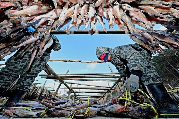 명태 덕걸이 작업으로 분주한 인제 황태덕장