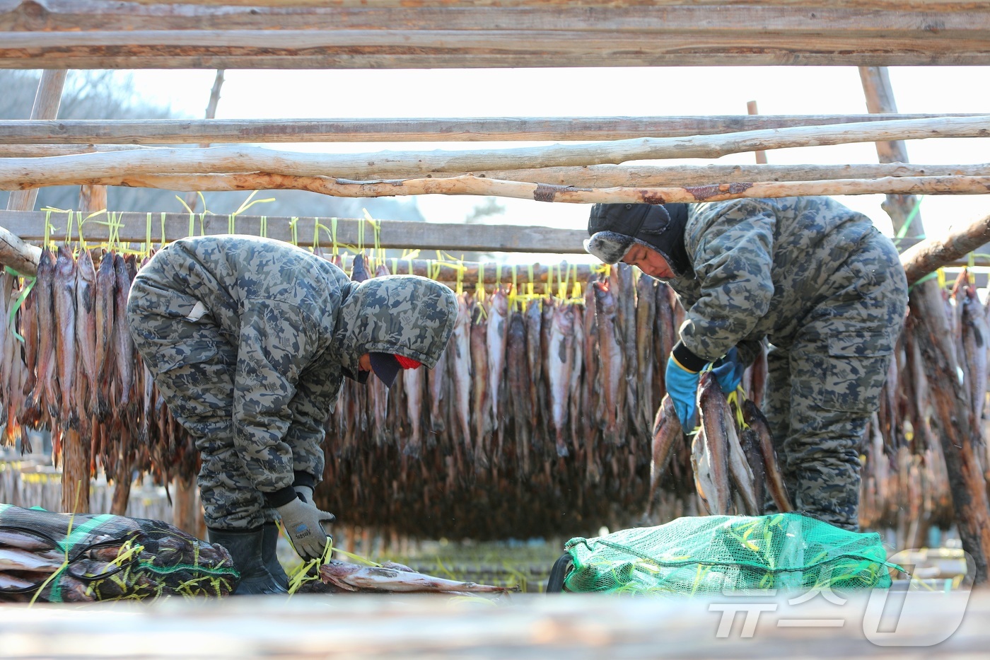 (인제=뉴스1) 한귀섭 기자 = 한파가 몰아친 28일 오전 강원 인제 북면 용대리의 한 황태덕장에서 주민들이 명태를 덕장에 내거는 덕걸이 작업을 하고 있다.(인제군 제공, 재판매 …