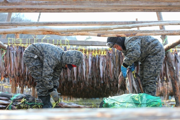 인제 용대리 황태덕장, 명태 덕걸이 작업