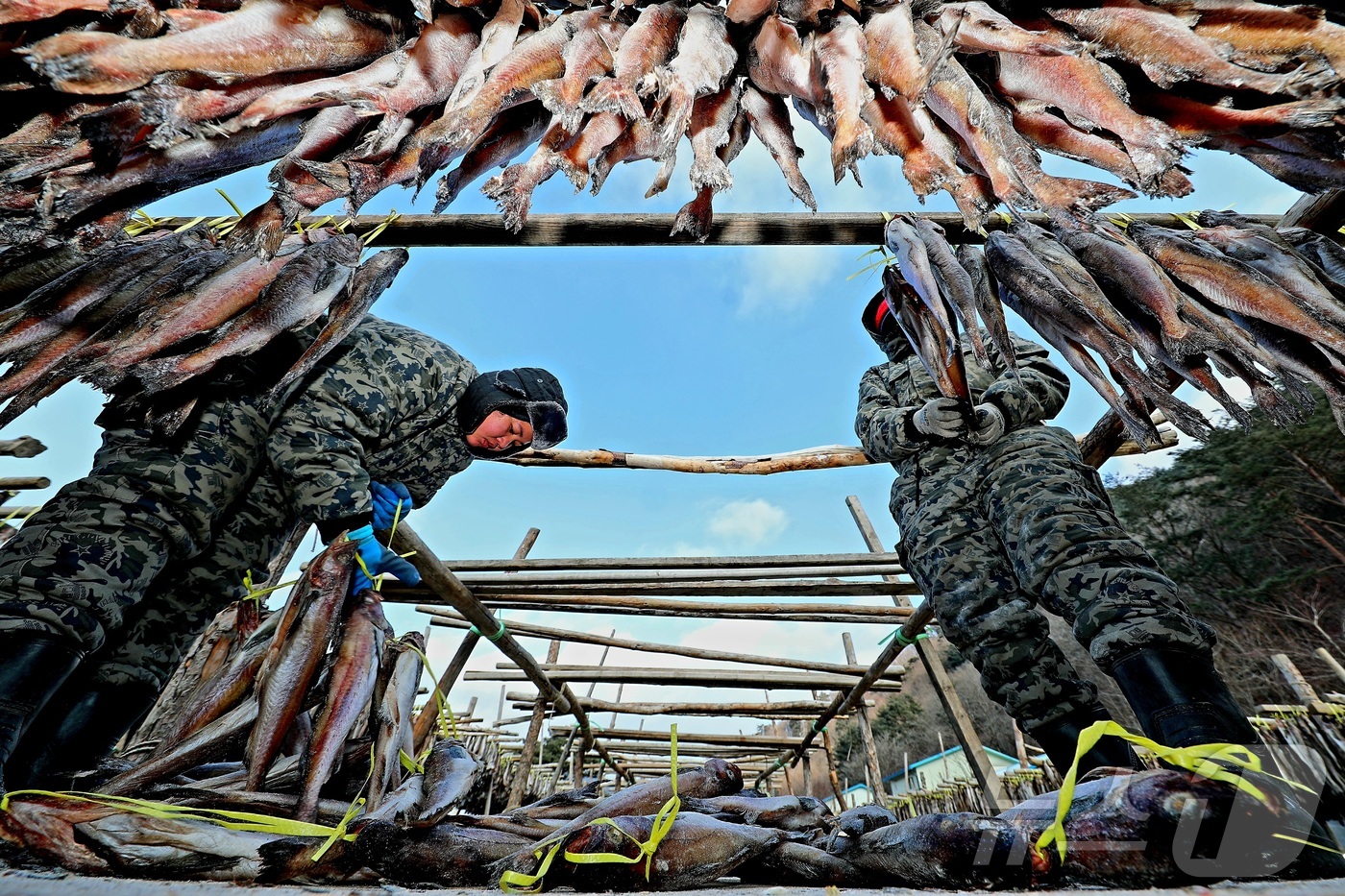 (인제=뉴스1) 한귀섭 기자 = 한파가 몰아친 28일 오전 강원 인제 북면 용대리의 한 황태덕장에서 주민들이 명태를 덕장에 내거는 덕걸이 작업을 하고 있다.(인제군 제공, 재판매 …