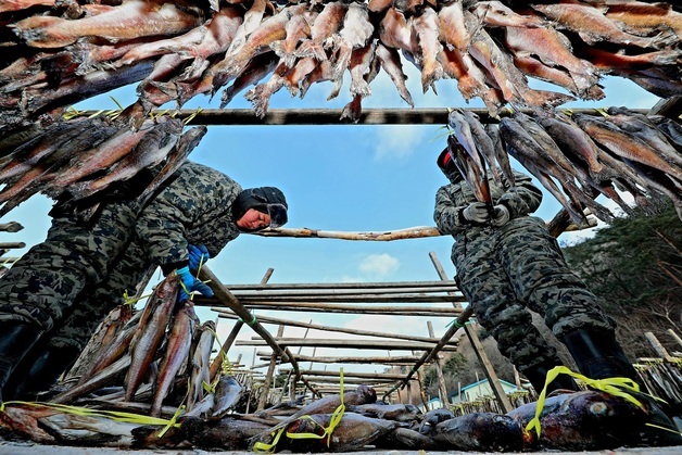 인제 황태덕장, 명태 덕걸이 작업