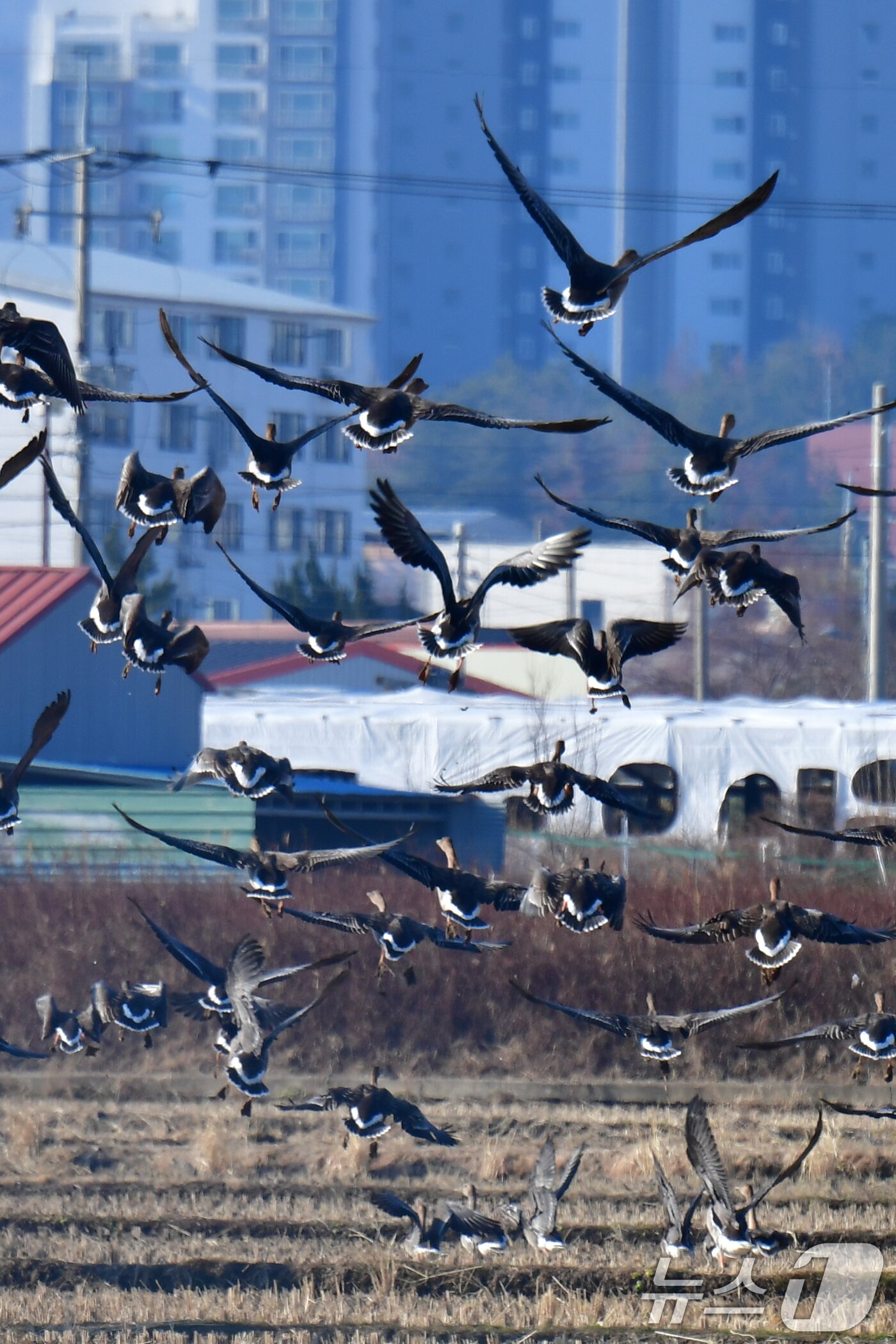 본문 이미지 - 28일 경북 포항시 북구 흥해읍 들녘에서 큰기러기와 흰이마기러기들이 힘차게 날아오르고 있다. ⓒ News1 최창호 기자
