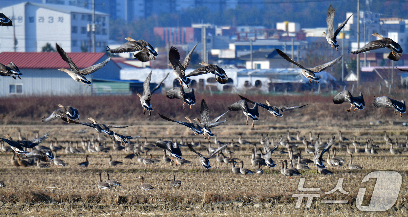 (포항=뉴스1) 최창호 기자 = 28일 경북 포항시 북구 흥해읍 들녘에서 큰기러기와 흰이마기러기들이 날아오르고 있다. 2025.12.28/뉴스1
