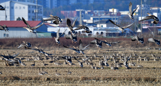 날아오르는 기러기