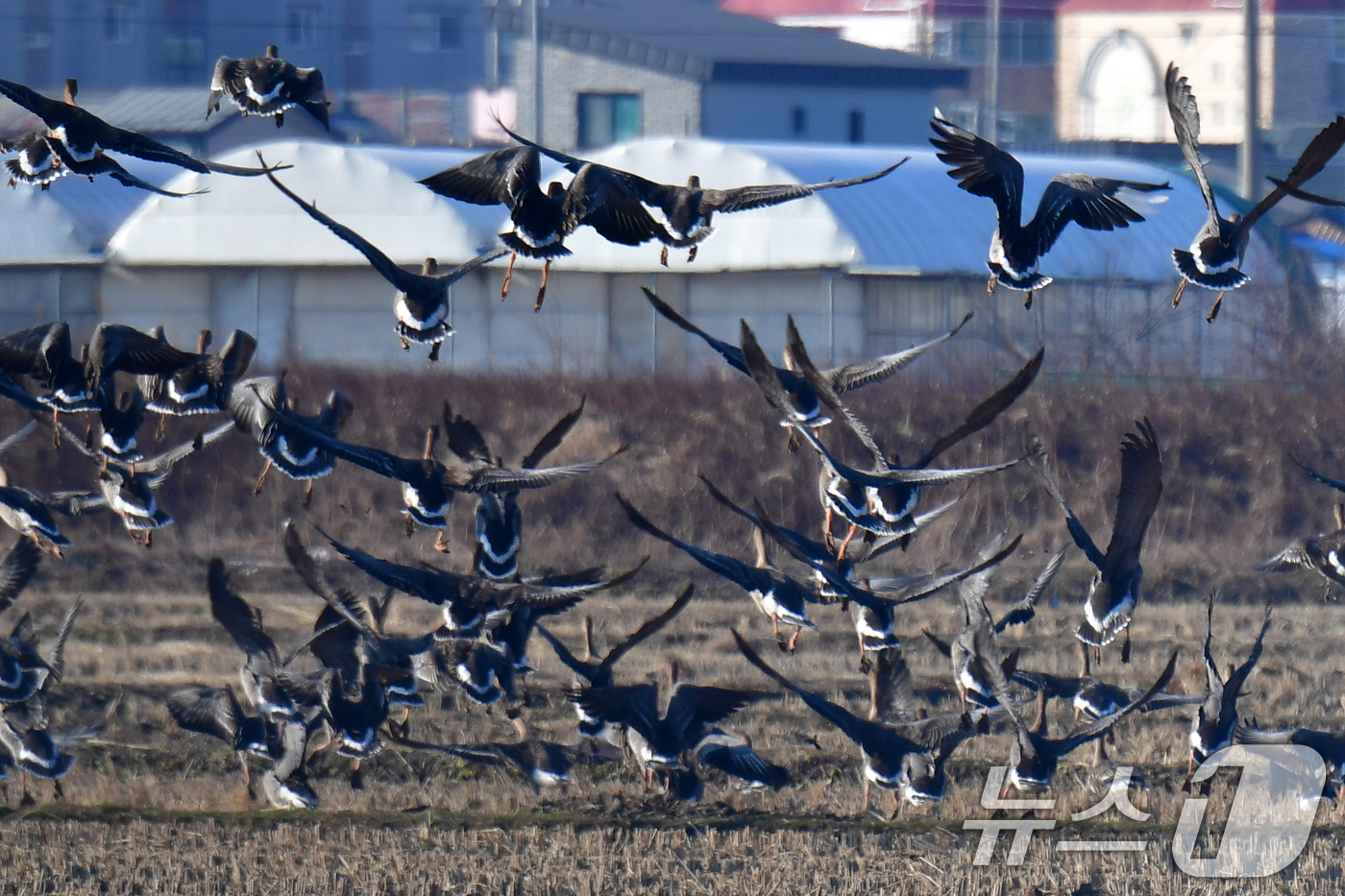 (포항=뉴스1) 최창호 기자 = 28일 경북 포항시 북구 흥해읍 들녘에서 큰기러기와 흰이마기러기들이 날아오르고 있다. 2025.12.28/뉴스1