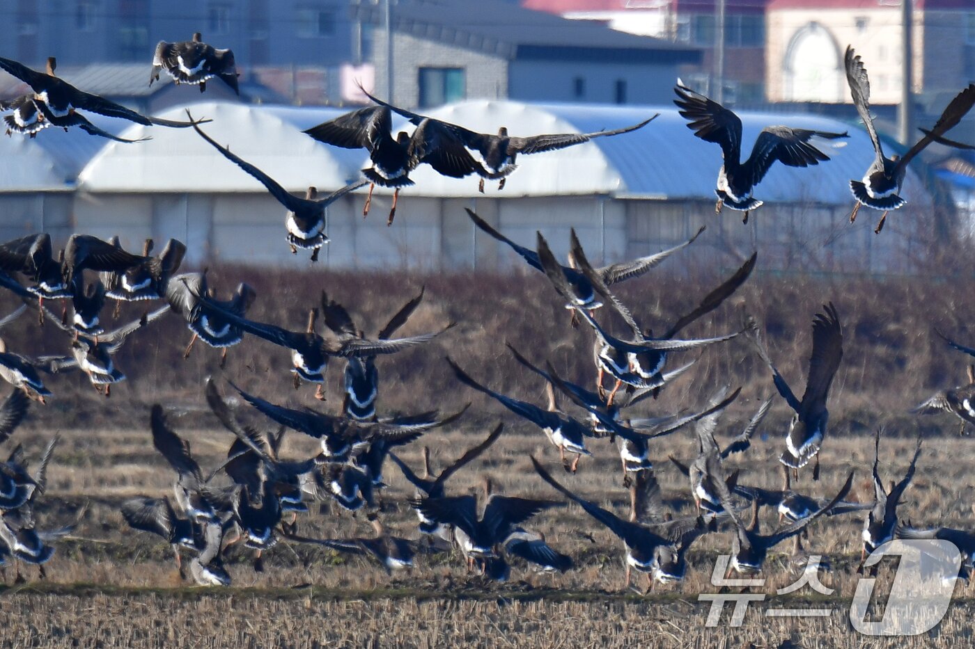 본문 이미지 - 28일 경북 포항시 북구 흥해읍 들녘에서 큰기러기와 흰이마기러기들이 날아오르고 있다. ⓒ News1 최창호 기자
