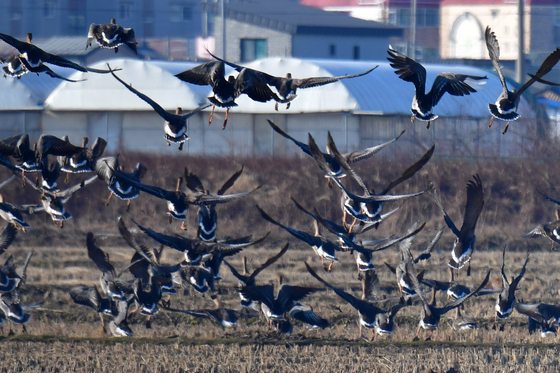 날개펼친 기러기