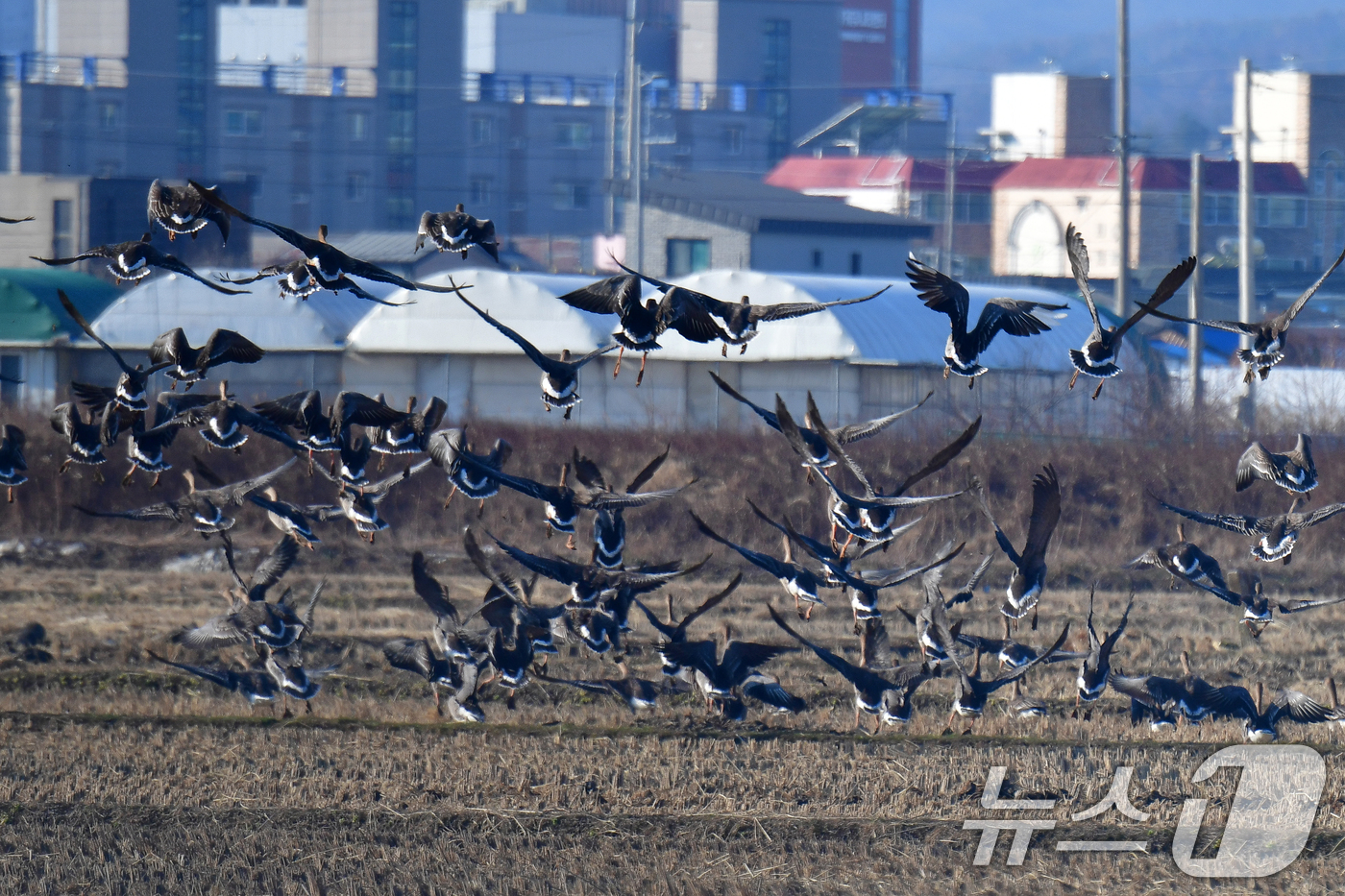 (포항=뉴스1) 최창호 기자 = 28일 경북 포항시 북구 흥해읍 들녘에서 큰기러기와 흰이마기러기들이 날아오르고 있다. 2025.12.28/뉴스1