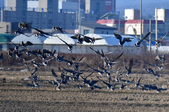 날아오르는 기러기 떼