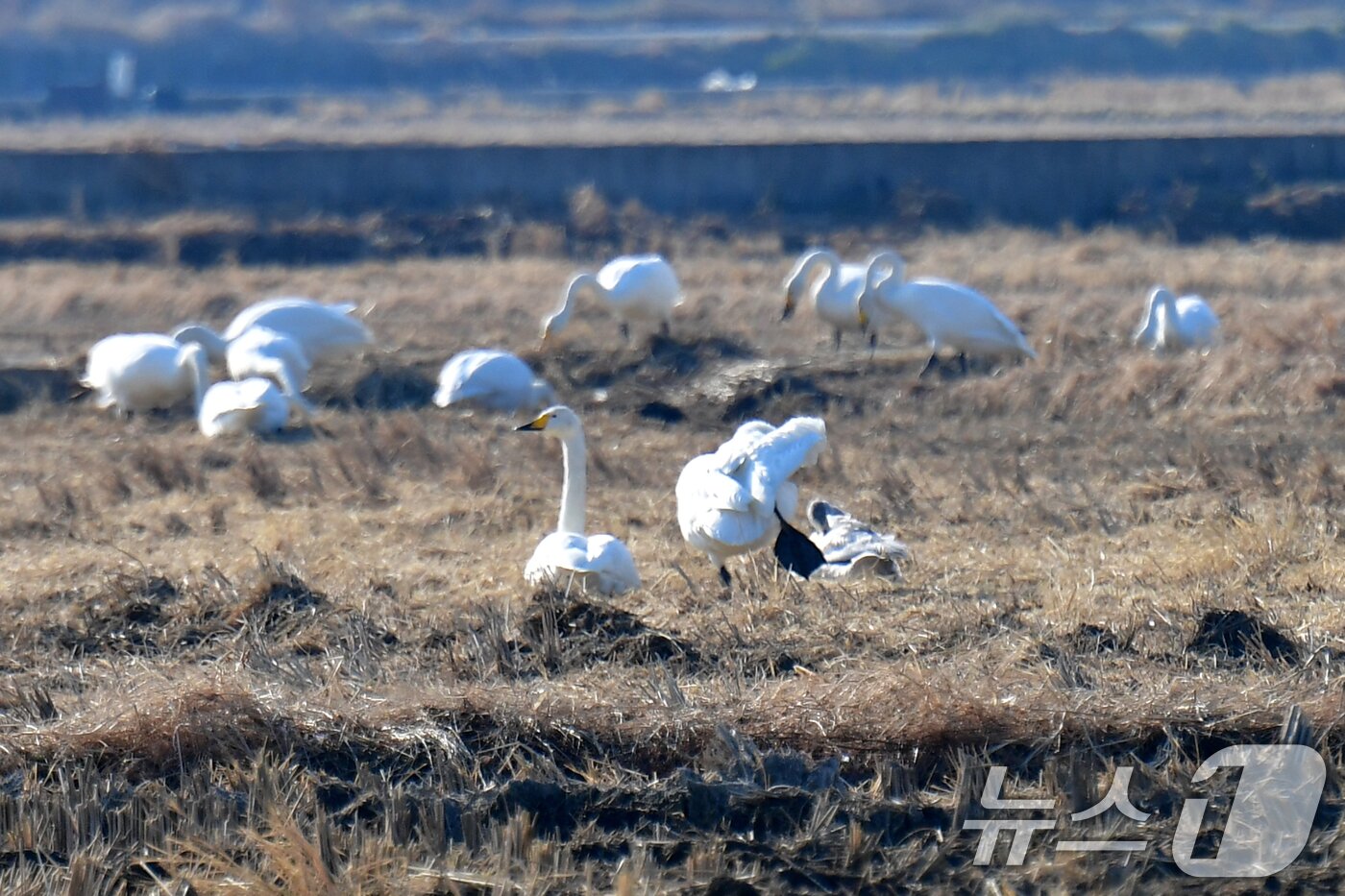 본문 이미지 - 28일 경북 포항시 북구 흥해읍 들녘에서 천연기념물 201-2호이자 멸종위기종인 큰고니들이 먹잇감을 먹고 있다. ⓒ News1 최창호 기자