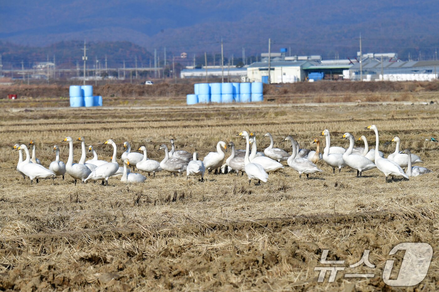 본문 이미지 - 28일 경북 포항시 북구 흥해읍 들녘에서 천연기념물 201-2호이자 멸종위기종인 큰고니들이 날아와 쉬고 있다. ⓒ News1 최창호 기자