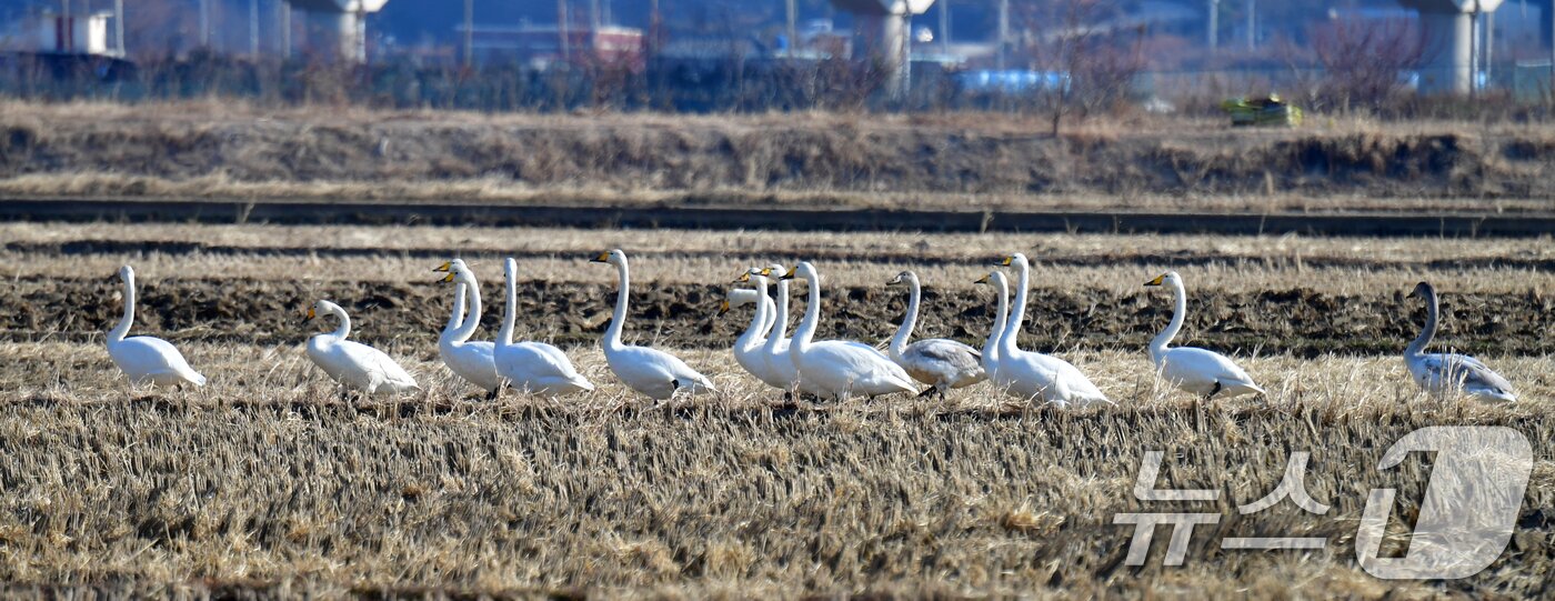 본문 이미지 - 28일 경북 포항시 북구 흥해읍 들녘에서 천연기념물 201-2호이자 멸종위기종인 큰고니들이 줄을 맞춰 걸어가고 있다. ⓒ News1 최창호 기자