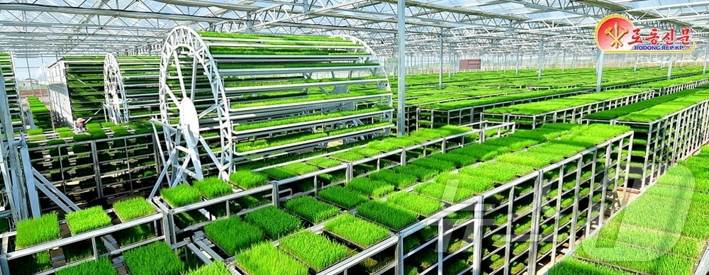 (평양 노동신문=뉴스1) = 북한 노동당 기관지 노동신문은 29일 "당의 영도 밑에 농업부문은 올해에도 큰걸음을 내짚었다''며 "당중앙위원회 제8기 제11차 전원회의가 제시한 알곡 …