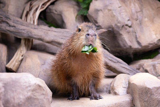 SNS 달군 그 동물…롯데월드 아쿠아리움, "카피바라가 이사왔어요"