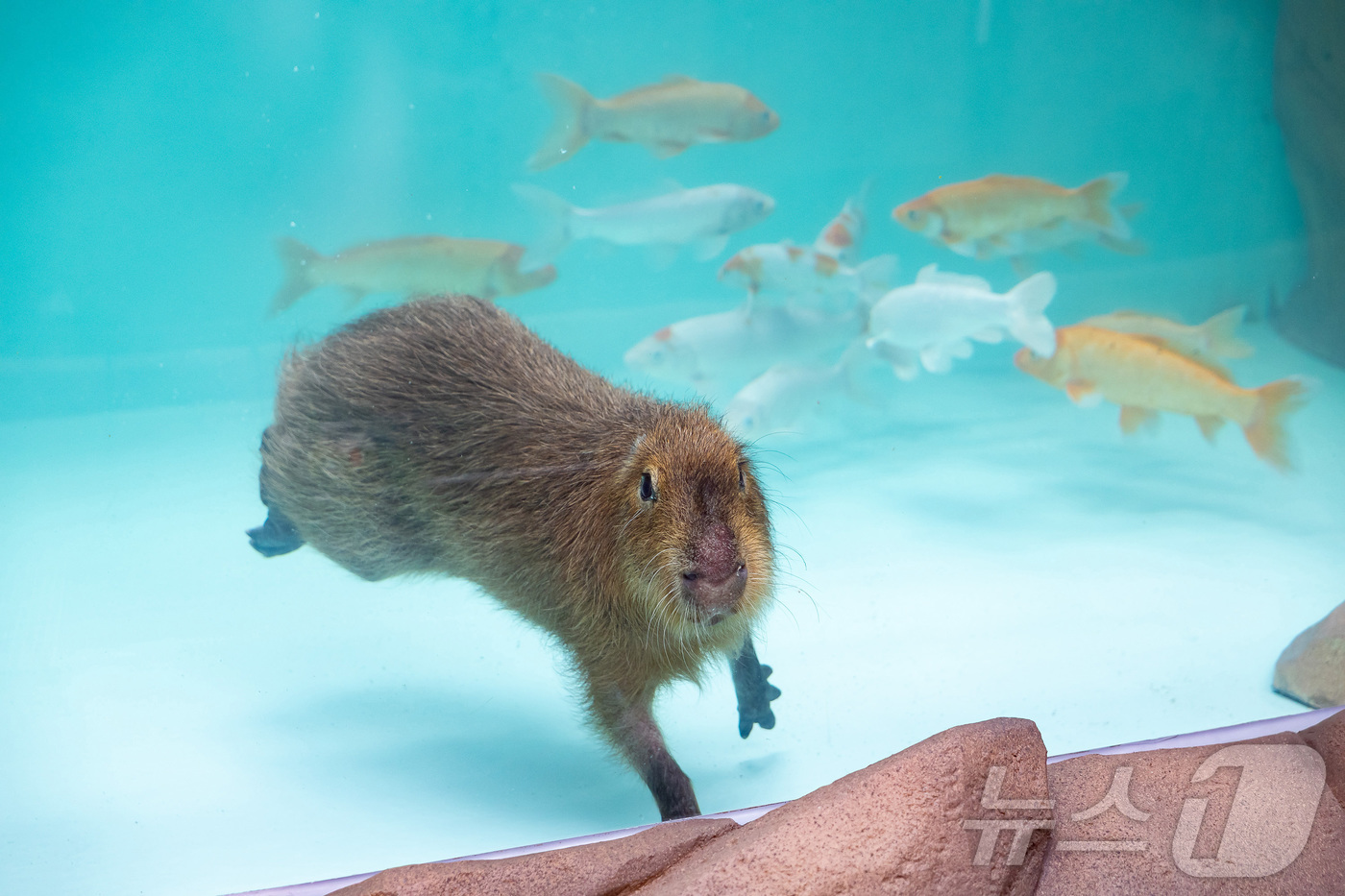 (서울=뉴스1) = 롯데월드 아쿠아리움이 연말연시 행복한 기운을 가져다 줄 신규 생물 카피바라의 전시를 29일부터 오픈한다고 밝혔다. 사진은 수영을 즐기는 카피바라의 모습. (롯데 …