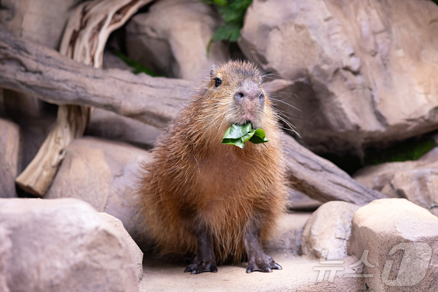 (서울=뉴스1) = 롯데월드 아쿠아리움이 연말연시 행복한 기운을 가져다 줄 신규 생물 카피바라의 전시를 29일부터 오픈한다고 밝혔다. 사진은 먹이 먹는 카피바라의 모습. (롯데월드 …