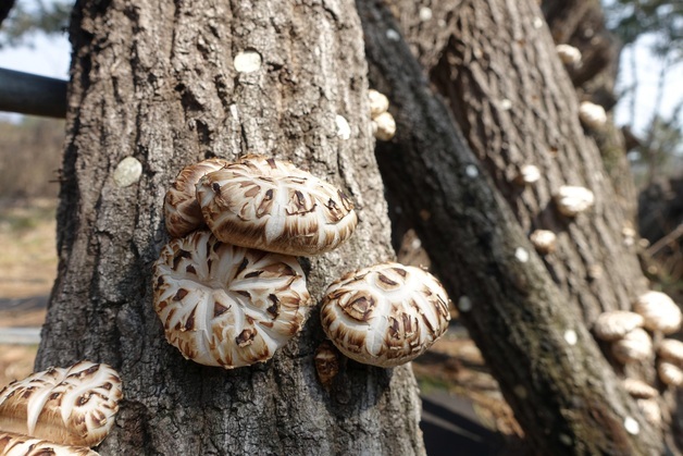중국산 표고버섯 국내산 둔갑 빈번…산림청 '품종 표시제' 도입