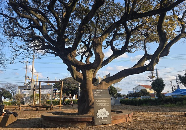 학교 역사·기억을 품은 나무, 교과서가 되다
