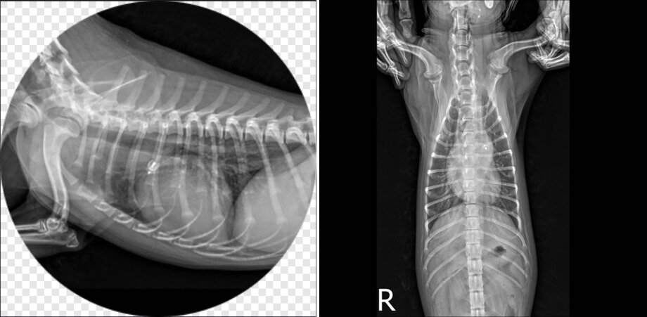 본문 이미지 - PDA 플러그 시술이 완료된 모습(SD동물의료센터 제공) ⓒ 뉴스1