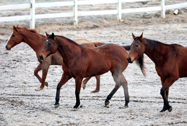 "가족건강·세계평화"…'2026년 붉은 말의 해' 맞은 말띠들의 소망