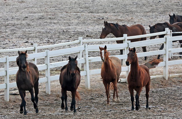 고양시, '과천 경마장' 유치전 합류…'포스트 경마 모델' 제시