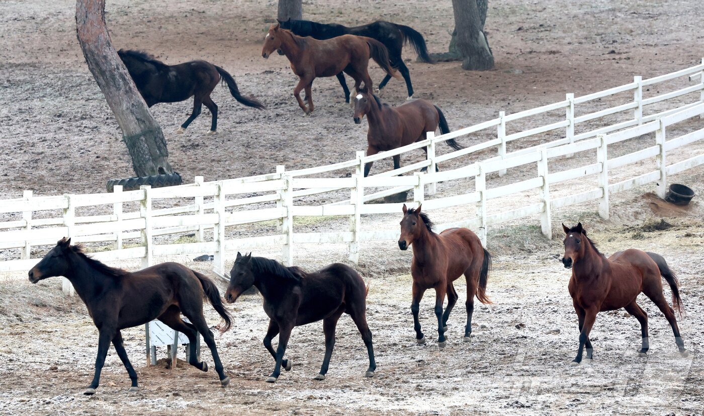 본문 이미지 - 2026년 희망찬 병오년(丙午年) 붉은 말의 해가 다가왔다. 지난 10일 경기 고양시 원당종마목장 초원에 풀어놓은 말들이 뛰놀고 있다. 2025.12.31/뉴스1 ⓒ News1 장수영 기자