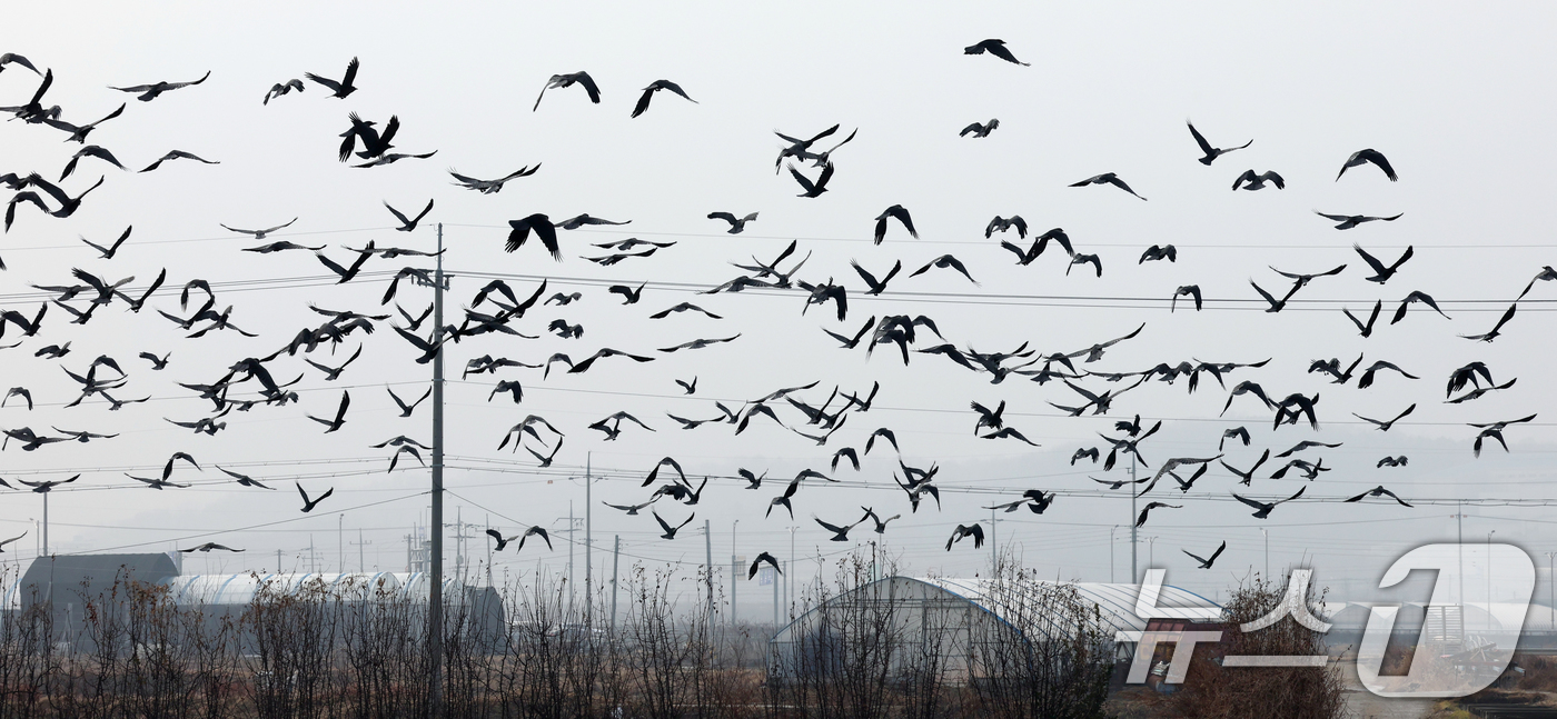 (화성=뉴스1) 김영운 기자 = 수도권 지역의 초미세먼지 농도가 '나쁨' 수준을 보인 29일 경기 화성시 안녕동 일대에 겨울 철새인 떼까마귀들이 먹이 활동을 하고 있다. 2025. …