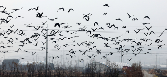 겨울 하늘 점령한 떼까마귀