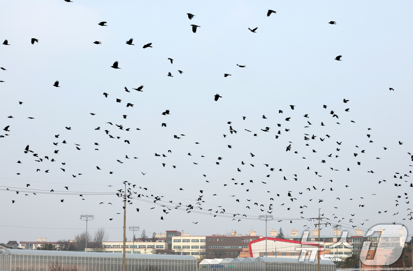 (화성=뉴스1) 김영운 기자 = 수도권 지역의 초미세먼지 농도가 '나쁨' 수준을 보인 29일 경기 화성시 안녕동 일대에 겨울 철새인 떼까마귀들이 전깃줄에 앉아 있다. 2025.12 …