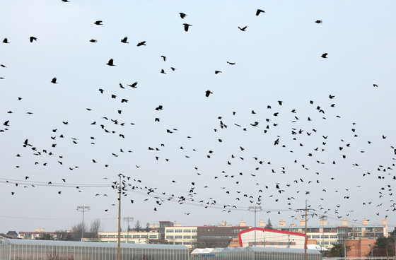다시 찾아온 겨울 불청객 떼까마귀