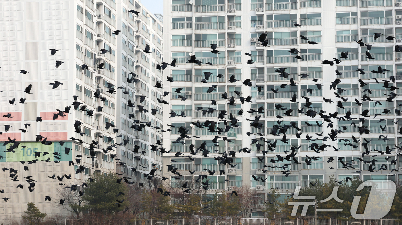 (화성=뉴스1) 김영운 기자 = 수도권 지역의 초미세먼지 농도가 '나쁨' 수준을 보인 29일 경기 화성시 안녕동 일대에 겨울 철새인 떼까마귀들이 먹이 활동을 하고 있다. 2025. …