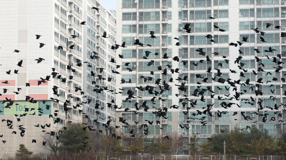 다시 찾아온 겨울 불청객 떼까마귀