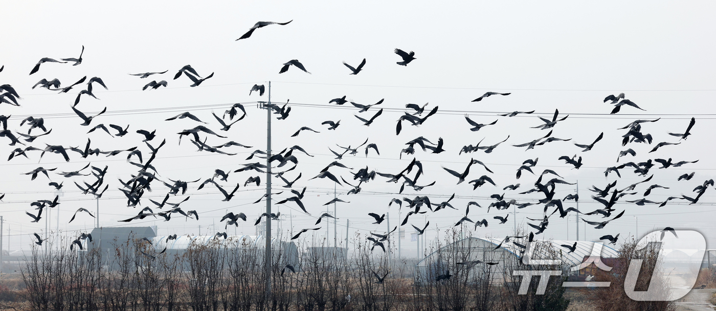 (화성=뉴스1) 김영운 기자 = 수도권 지역의 초미세먼지 농도가 '나쁨' 수준을 보인 29일 경기 화성시 안녕동 일대에 겨울 철새인 떼까마귀들이 먹이 활동을 하고 있다. 2025. …