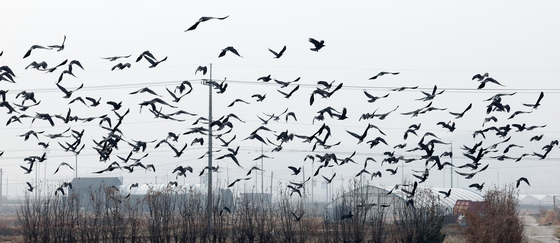겨울 하늘 점령한 떼까마귀