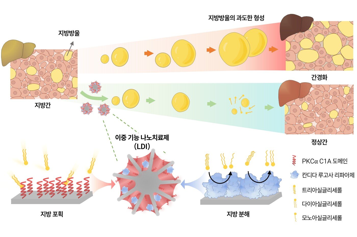 본문 이미지 - 간 세포 안에 축적된 '지방 방울(lipid droplet)'을 직접 줄이기 위해 지방을 인식하는 물질과 지방을 분해하는 효소를 하나로 결합한 치료제(LDI).(KIST 제공)
