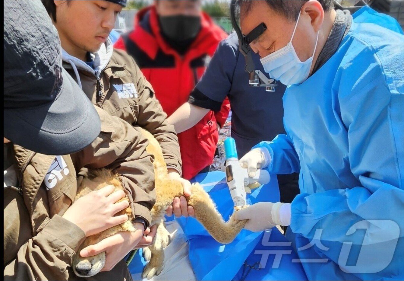 본문 이미지 - 정인성 원장이 경북 산불 현장에서 화상 입은 동물을 치료하고 있다(로얄동물메디컬센터 제공). ⓒ 뉴스1