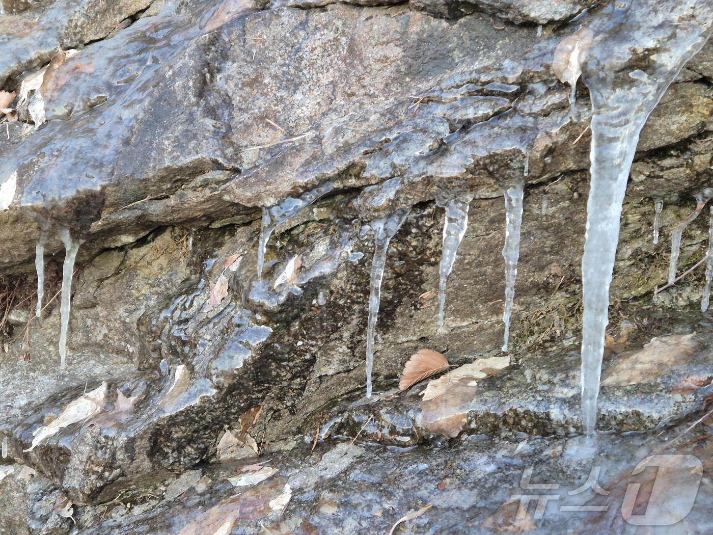 (강릉=뉴스1) 윤왕근 기자 = 강원 대부분 지역에 한파특보가 발효 중인 3일 오전 아침 최저기온이 -13.2도까지 떨어진 대관령 구 도로변에 고드름이 길게 달려있다. 강원지방기상 …