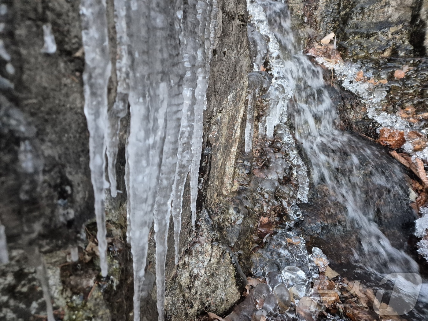 (강릉=뉴스1) 윤왕근 기자 = 강원 대부분 지역에 한파특보가 발효 중인 3일 오전 아침 최저기온이 -13.2도까지 떨어진 대관령 구 도로변에 고드름이 길게 달려있다. 강원지방기상 …
