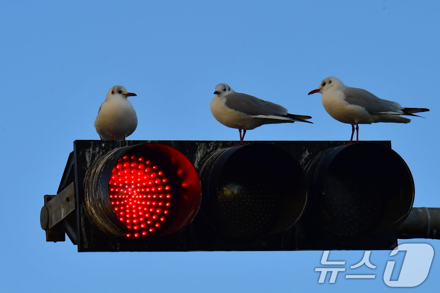 (포항=뉴스1) 최창호 기자 = 3일 오전 경북 포항시 죽도어시장 앞 신호등 위에서 붉은부리갈매기들이 앉아 쉬고 있다.  2025.12.3/뉴스1
