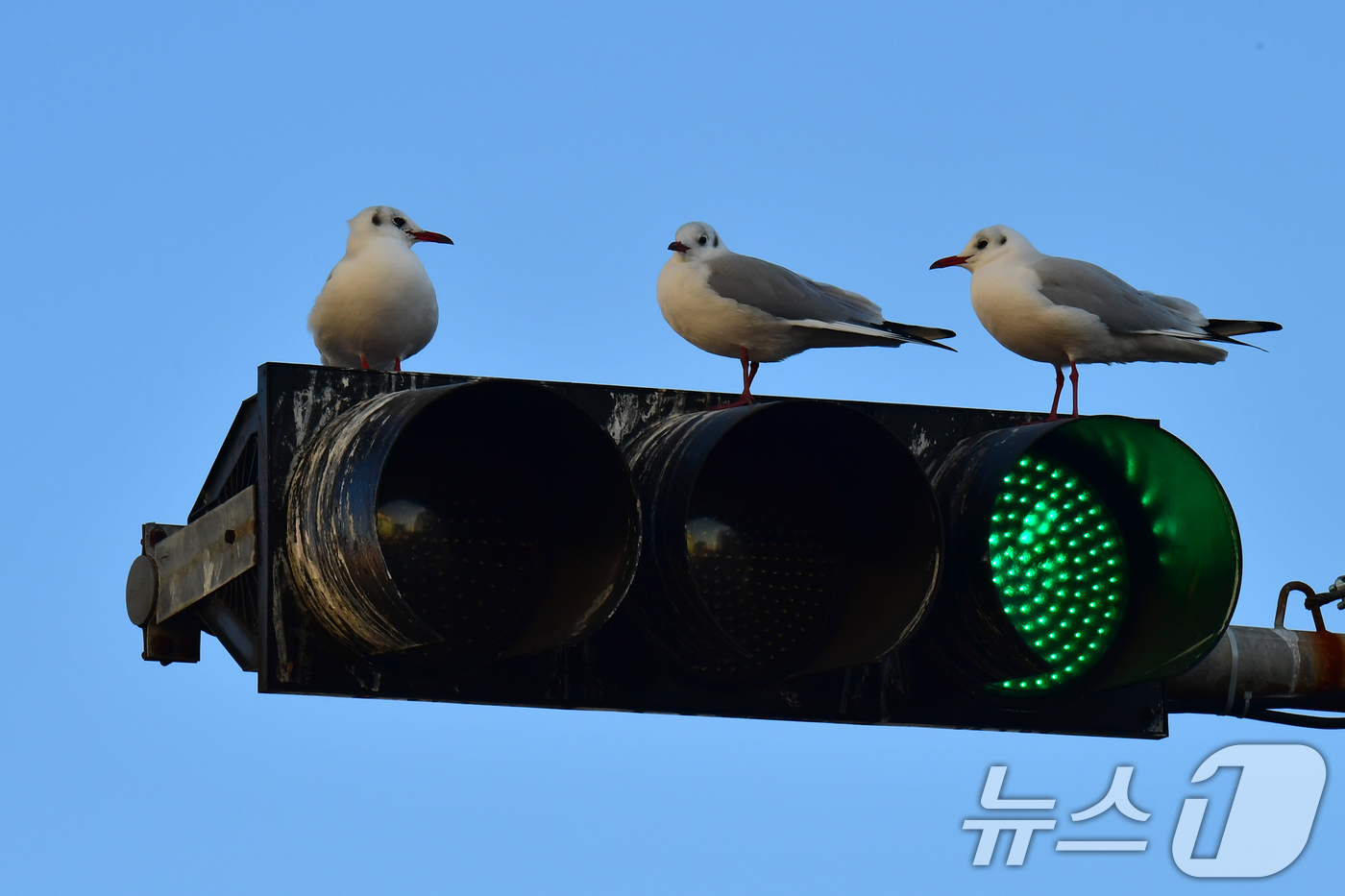 (포항=뉴스1) 최창호 기자 = 3일 오전 경북 포항시 죽도어시장 앞 신호등 위에서 붉은부리갈매기들이 앉아 쉬고 있다. 2025.12.3/뉴스1