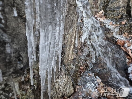 본문 이미지 - 강원 대부분 지역에 한파특보가 발효 중인 3일 오전 아침 최저기온이 -13.2도까지 떨어진 대관령 구 도로변에 고드름이 길게 달려있다. ⓒ News1 윤왕근 기자