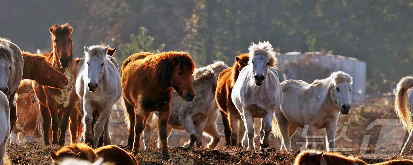 본문 이미지 - 2026년 희망찬 병오년(丙午年) 붉은 말의 해가 다가왔다. 지난 19일 제주특별자치도 제주축산 생명연구원에서 천연기념물 제347호인 제주 토종종마가 풀밭을 거닐고 있다.  2025.12.31/뉴스1 ⓒ News1 황기선 기자