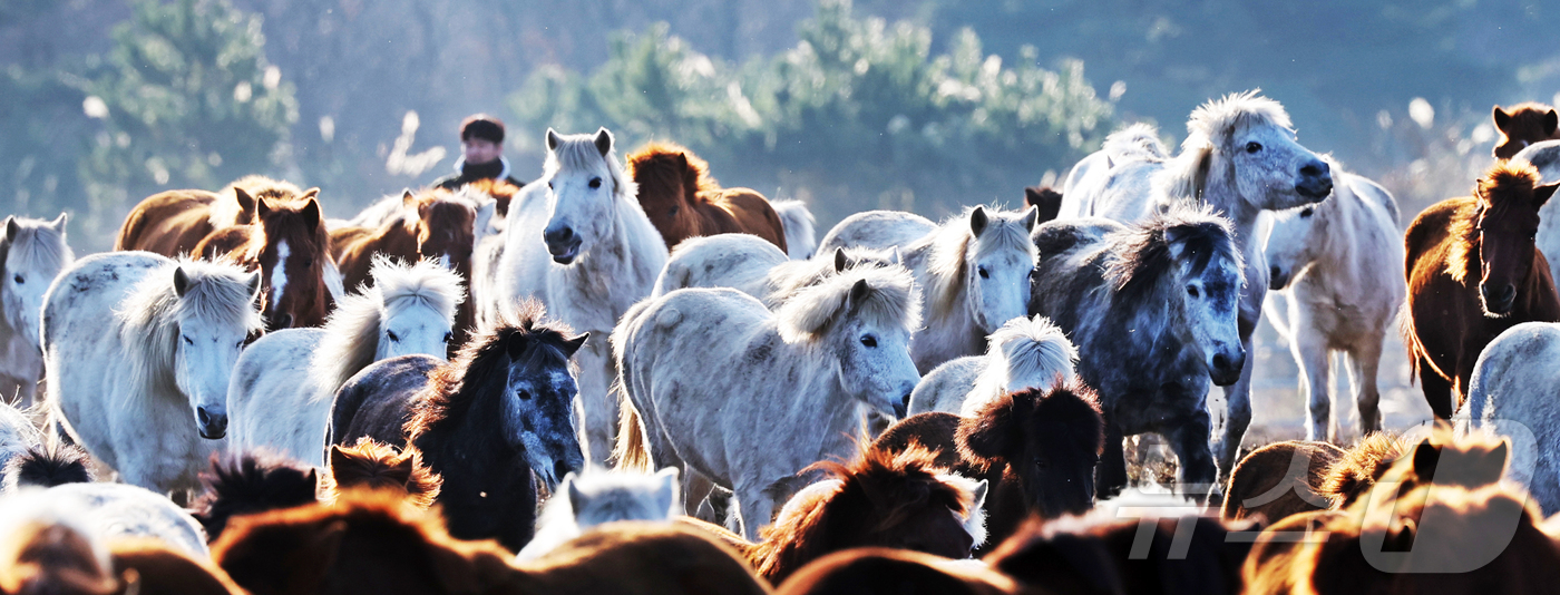(제주=뉴스1) 황기선 기자 = 2026년 희망찬 병오년(丙午年) 붉은 말의 해가 다가왔다. 지난 19일 제주특별자치도 제주축산 생명연구원에서 천연기념물 제347호인 제주 토종종마 …