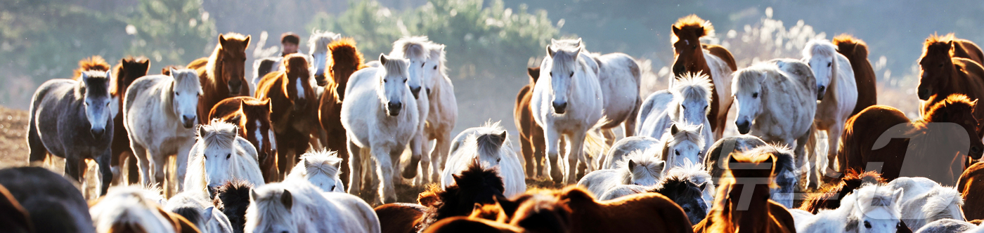 (제주=뉴스1) 황기선 기자 = 2026년 희망찬 병오년(丙午年) 붉은 말의 해가 다가왔다. 지난 19일 제주특별자치도 제주축산 생명연구원에서 천연기념물 제347호인 제주 토종종마 …
