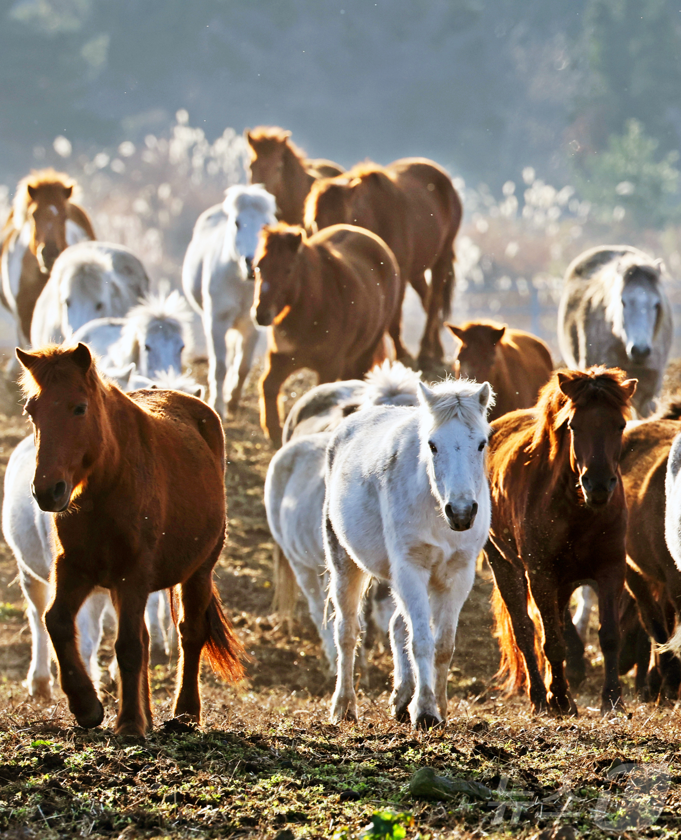 (제주=뉴스1) 황기선 기자 = 2026년 희망찬 병오년(丙午年) 붉은 말의 해가 다가왔다. 지난 19일 제주특별자치도 제주축산 생명연구원에서 천연기념물 제347호인 제주 토종종마 …