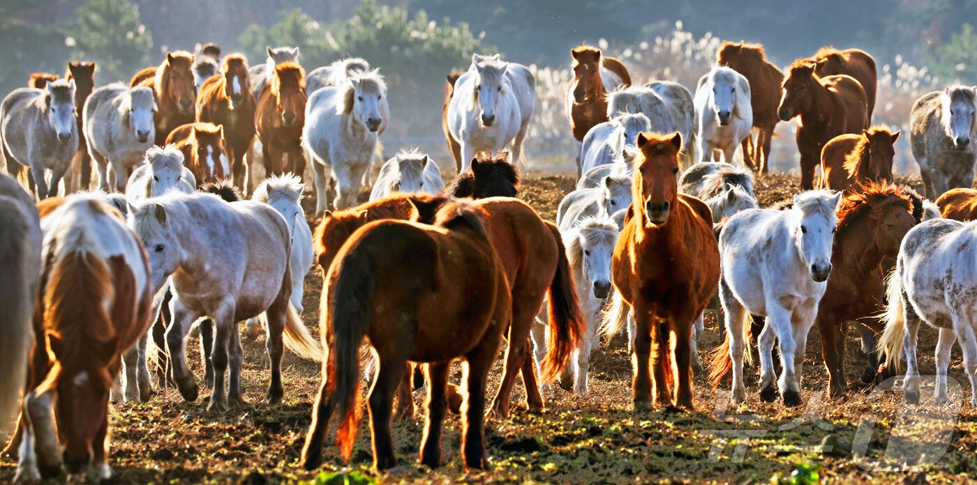 본문 이미지 - 2026년 희망찬 병오년(丙午年) 붉은 말의 해가 다가왔다. 지난 19일 제주특별자치도 제주축산 생명연구원에서 천연기념물 제347호인 제주 토종종마가 풀밭을 거닐고 있다.  2025.12.31/뉴스1 ⓒ News1 황기선 기자