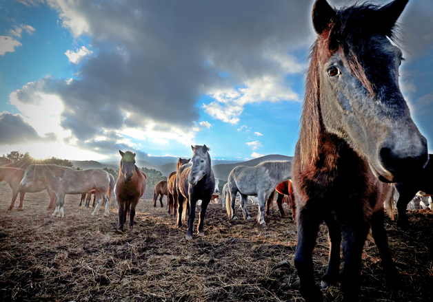 제주도, '붉은 말의 해' 공공형 말 조련시설 등 추진
